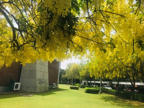 amaltas